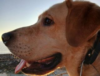 A labrador from Aktau saved a girl at the cost of his life